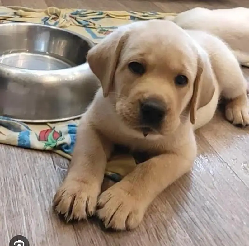 British Labrador Puppies for Sale _ labra puppies | lab pups
