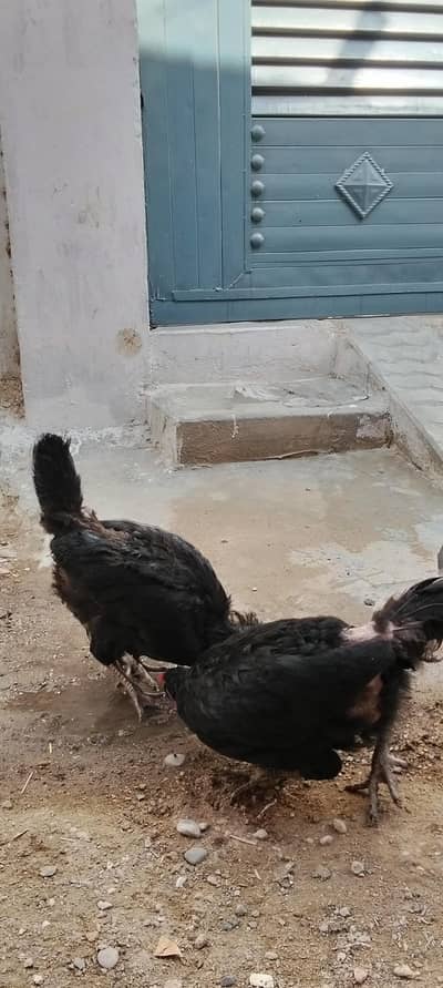 2 black Australop