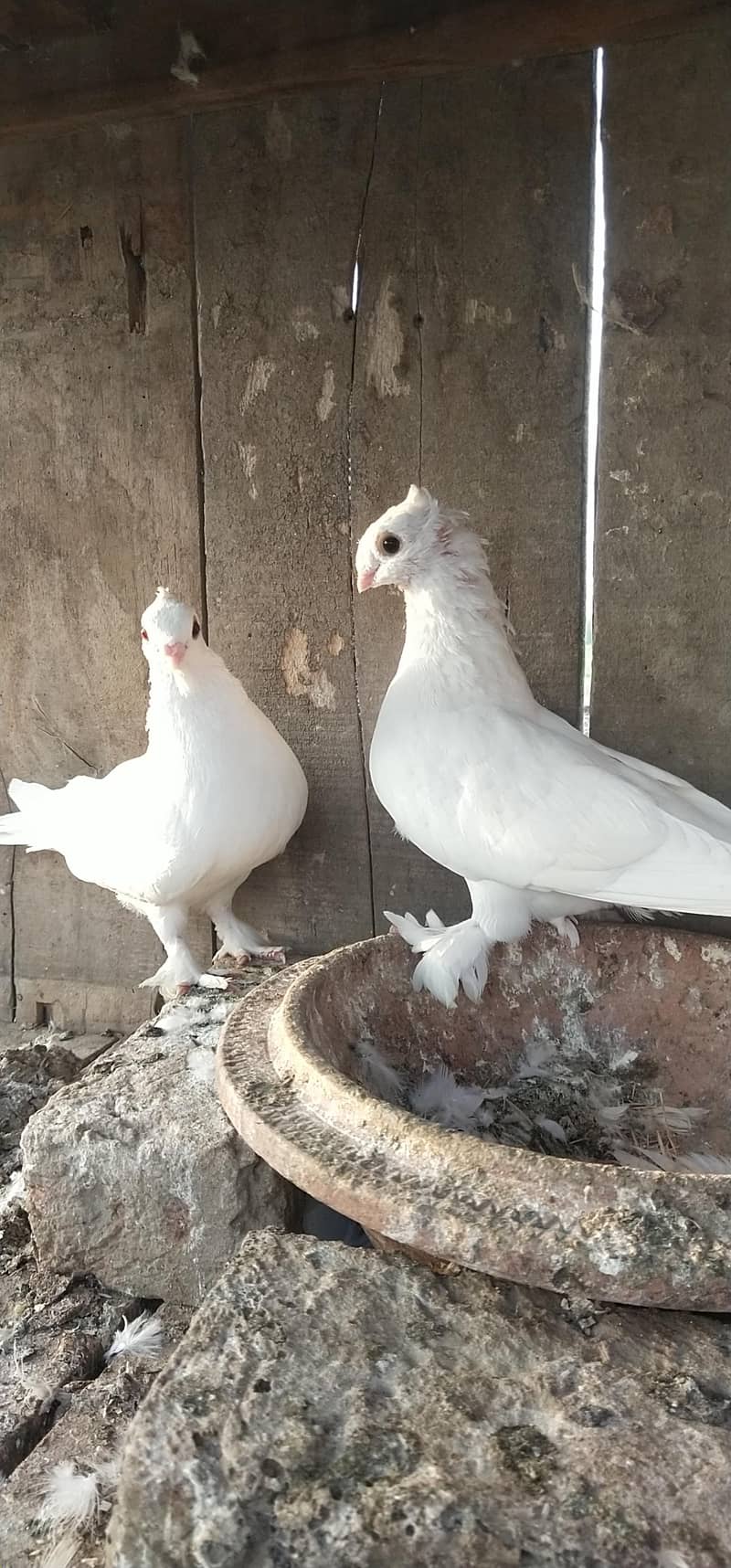 sentient pair. . 1