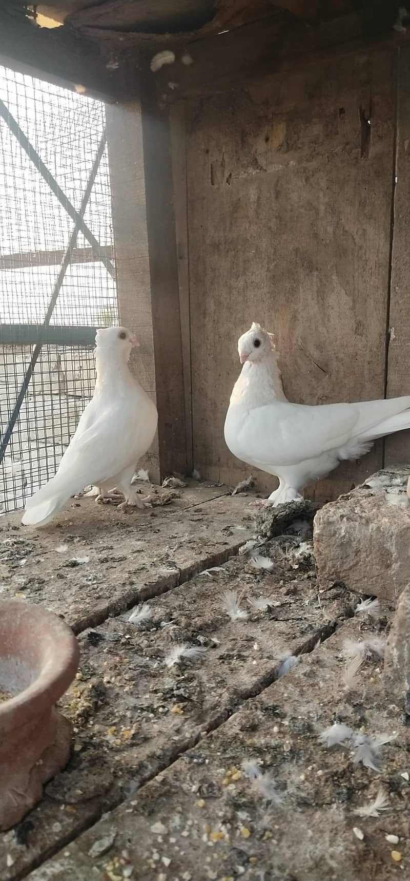 sentient pair. . 2