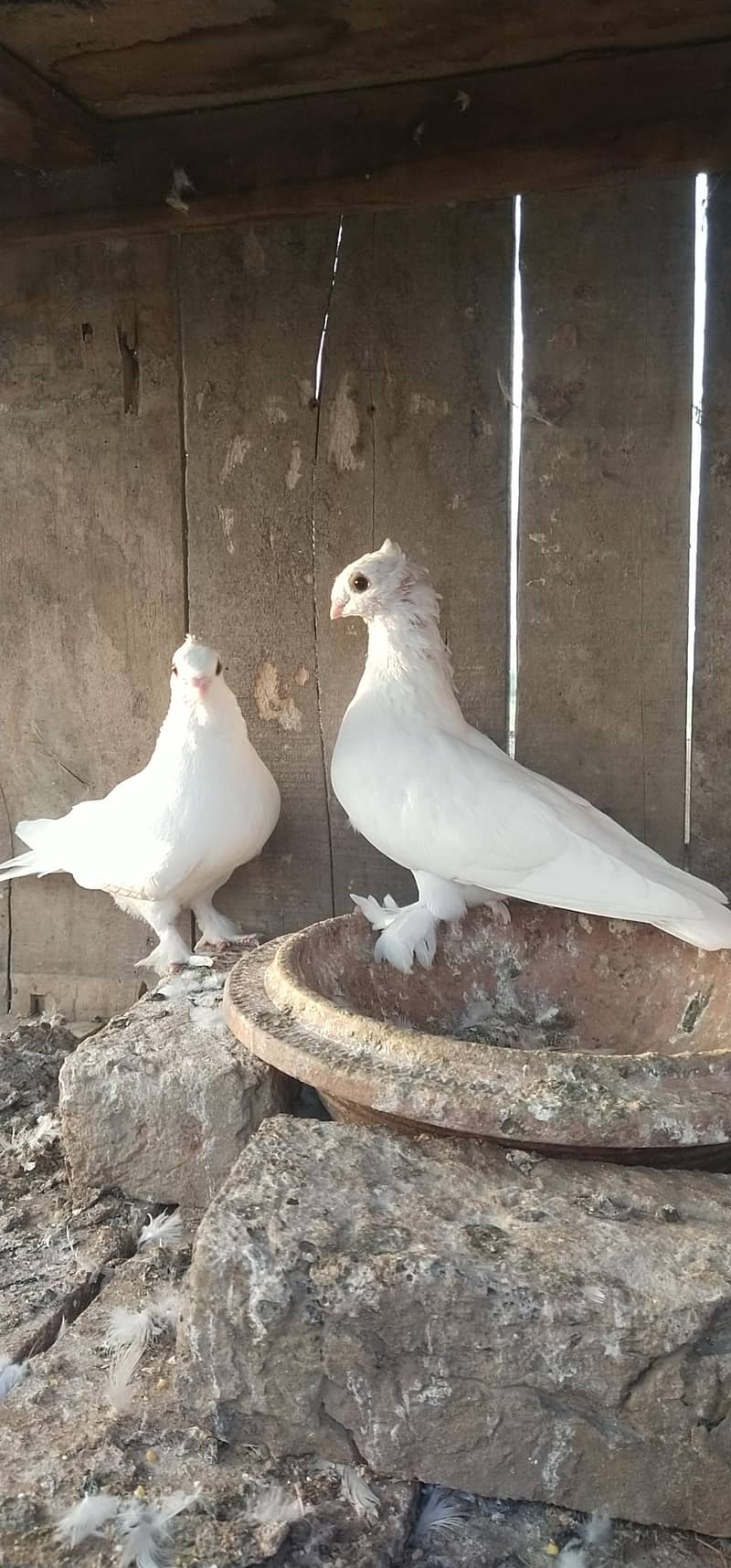sentient pair. . 3