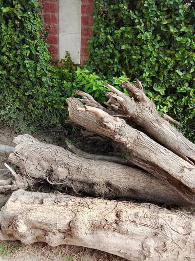 Tree wood for sale