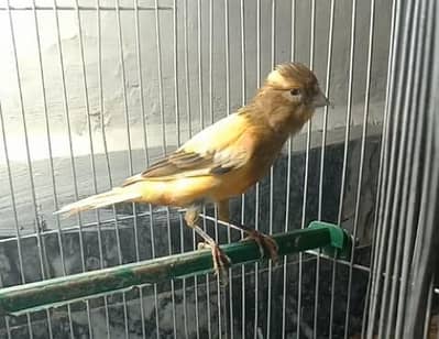canary