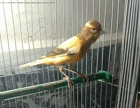 canary 0