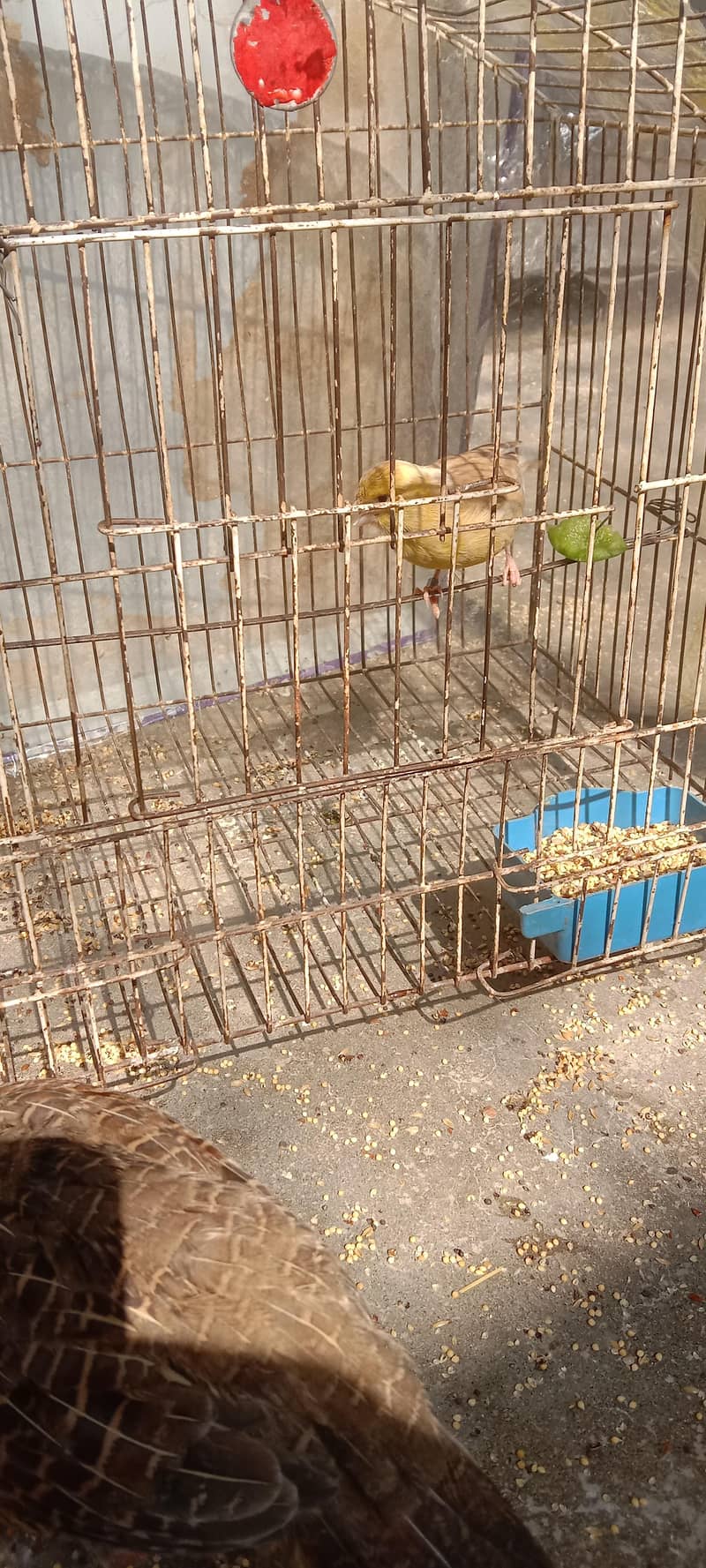 canary 1