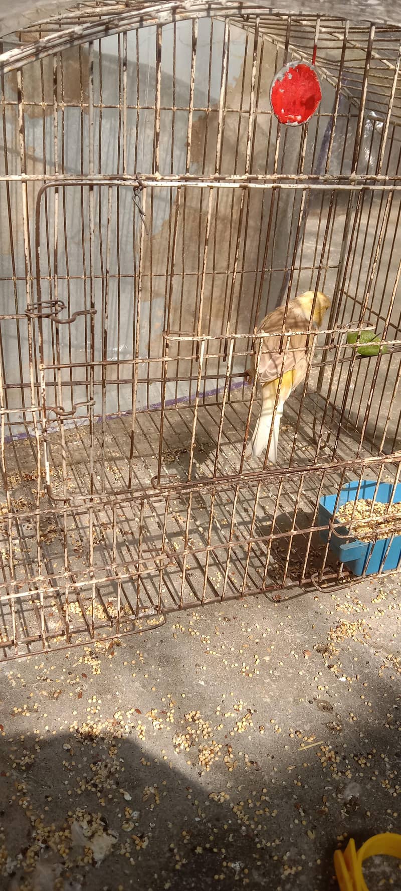 canary 2