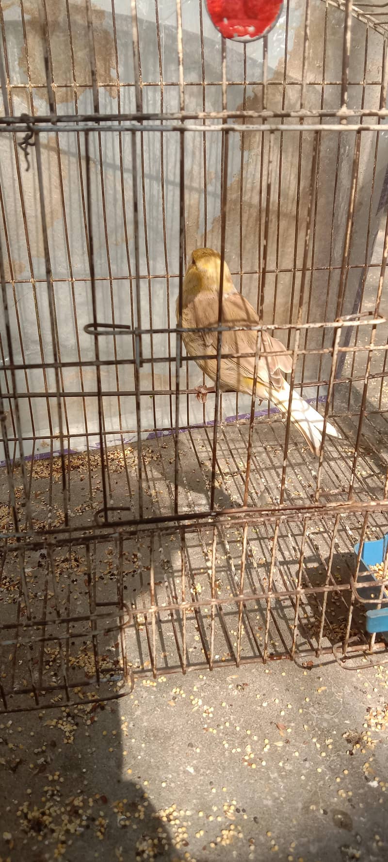 canary 3