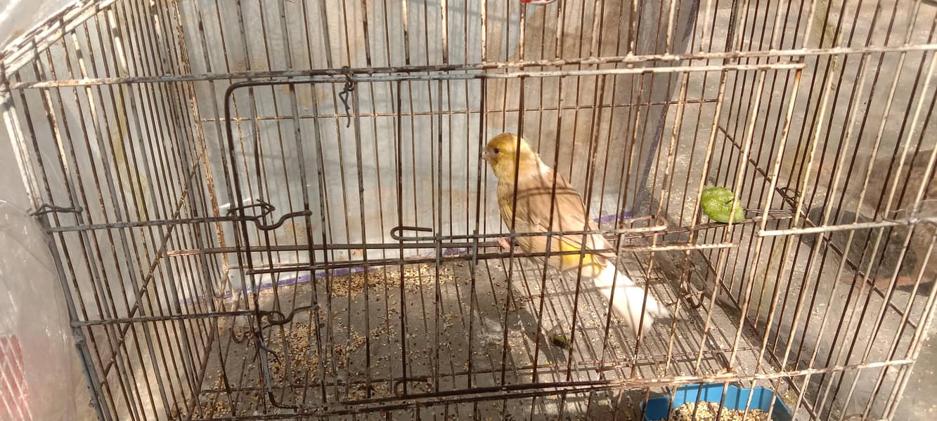 canary 4