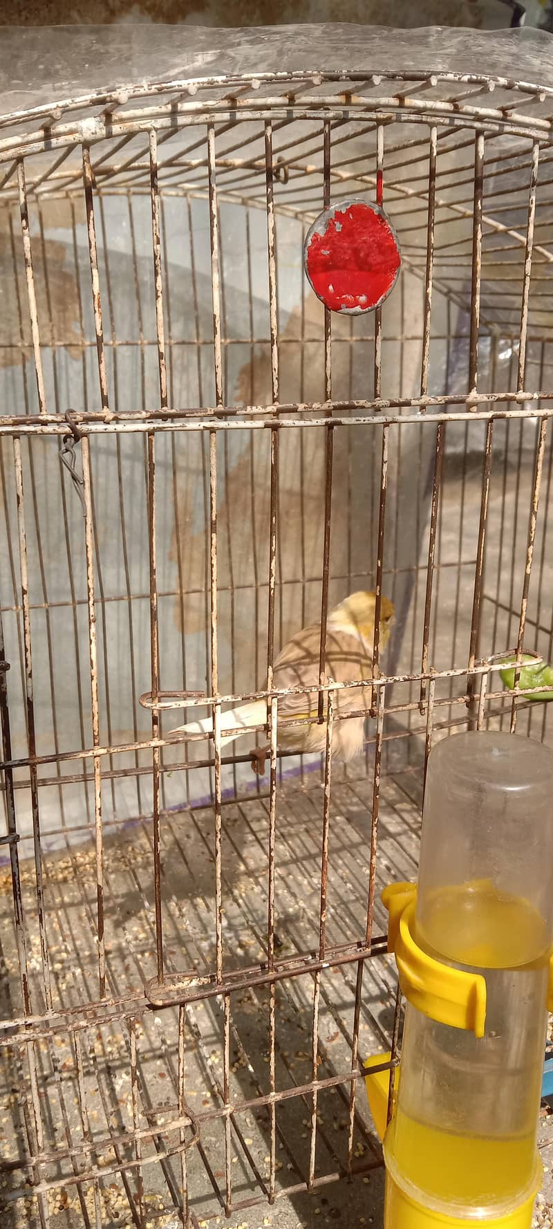 canary 5