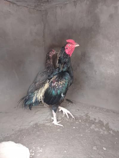 ** Mianwali Pair & 4 Chicks | Healthy & Active**