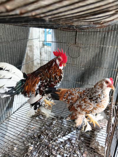 Top Quality Red Mille Fleur/Milli Flower Young Breeder Pair for sale