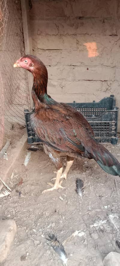 health and active breeder female