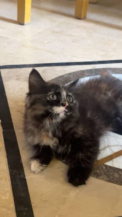 Persian female kitten