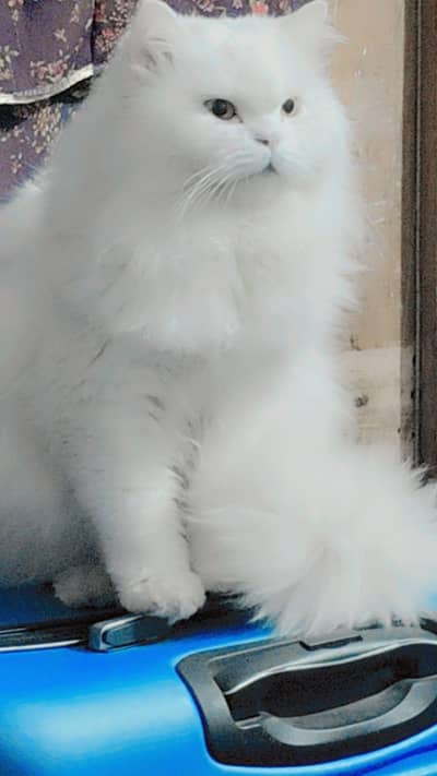 Percian cat Triple coat Adult Male