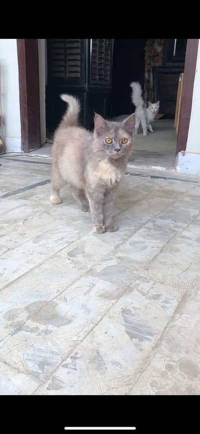 Persian cat