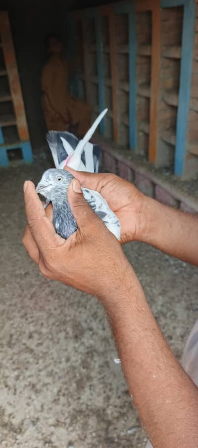 kabotar for sell he jis bhi ko chaye rabta kare