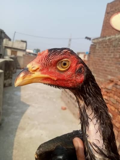 URGENT SALE HINT X Viet KHARDUMBA aseel patha