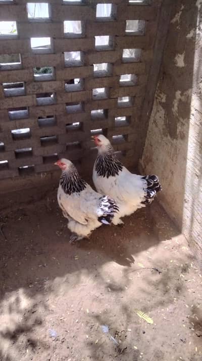 Light Brahma (1 Male + 2 Female pair)