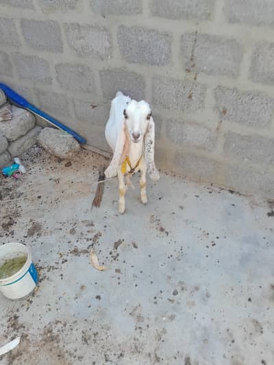 2 female urgent sale only WhatsApp 03152344578
