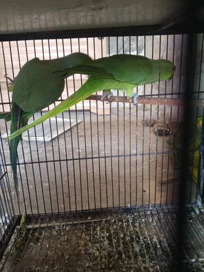 green ring male