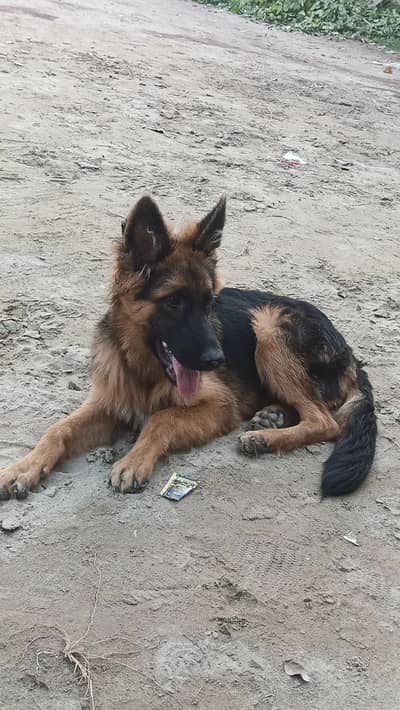 German Shepherd Male – Max برائے فروخت