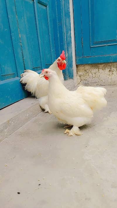 Bantam
