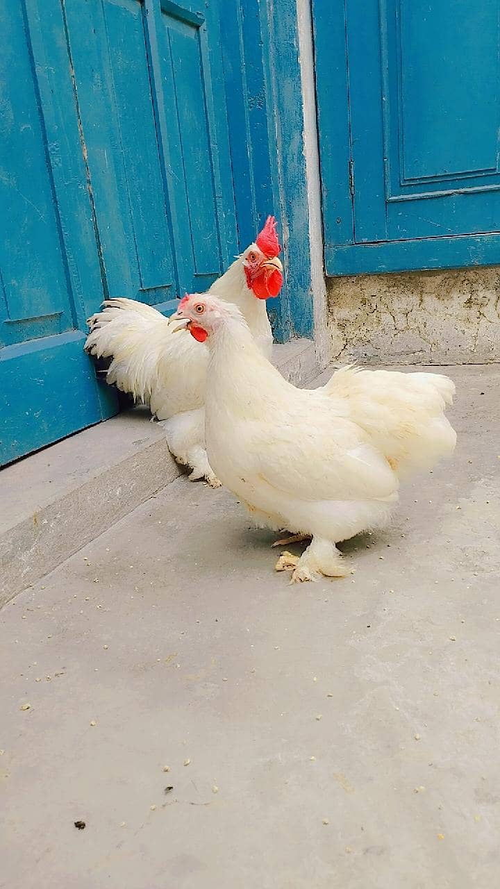 Bantam 0