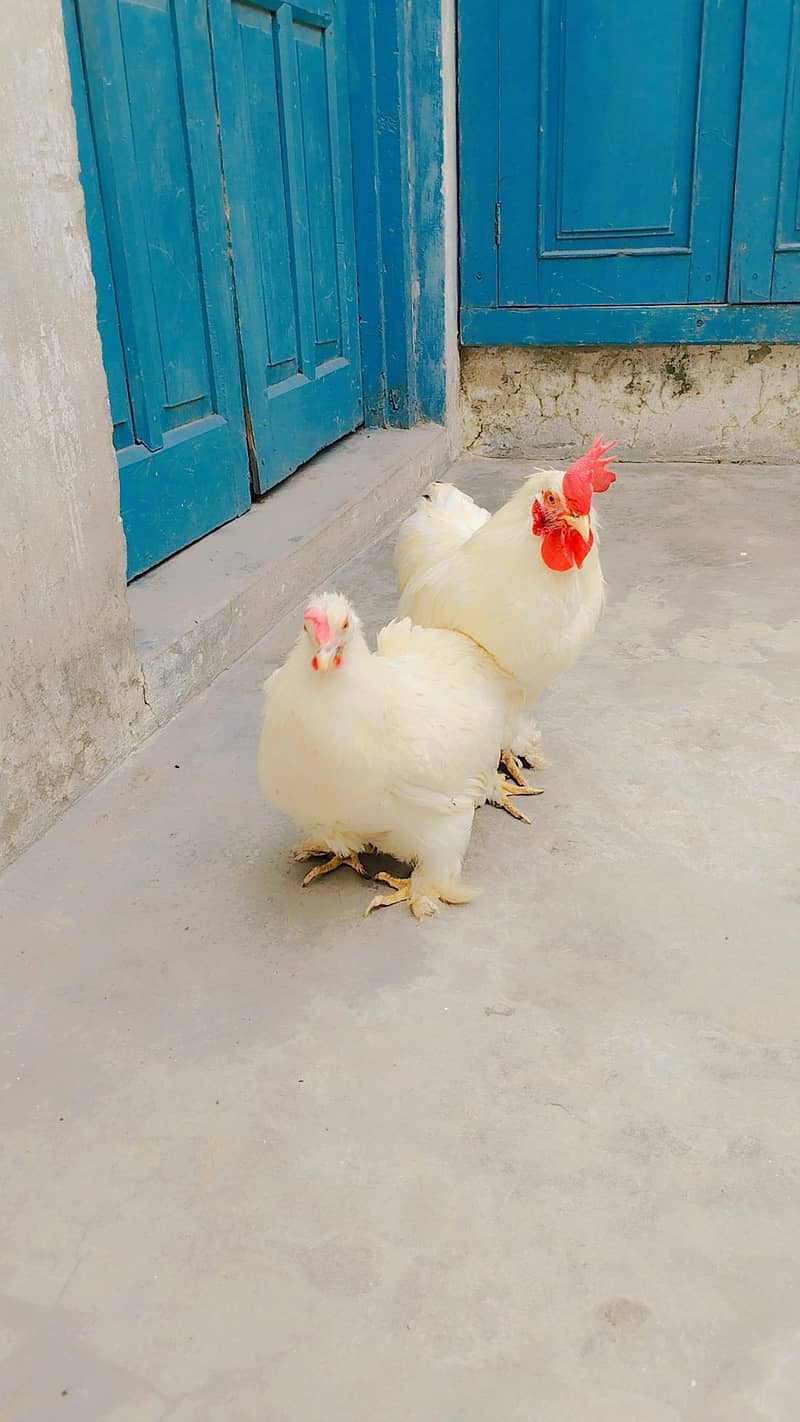 Bantam 1