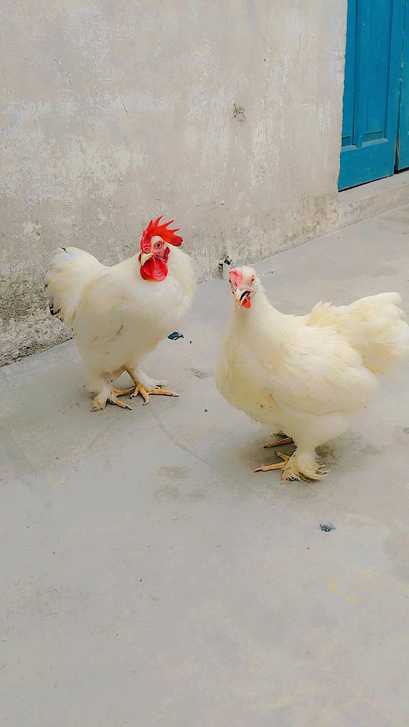 Bantam 2
