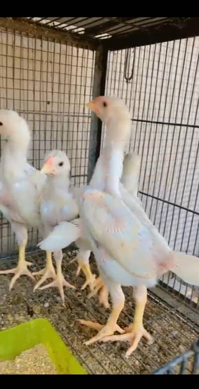 White  chicks aur  Black shamo chicks /Shamo AseelOh shamo | shamo egg