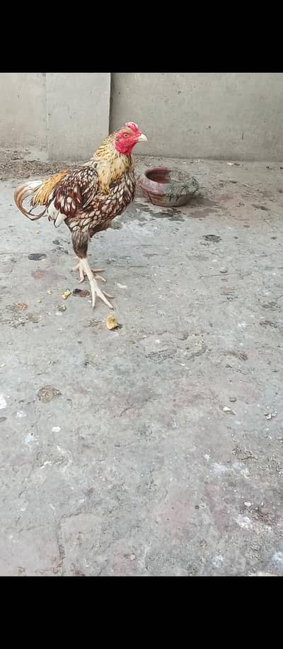 Aseel Mianwali Murga for sale