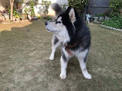 Siberian Husky