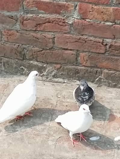 joro wala or parwazi kabootar for sale