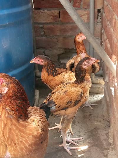 Aseel hens