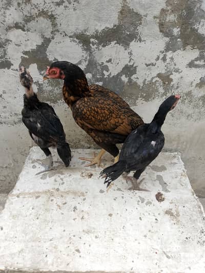 aseel murghi with chicks 2 available ha