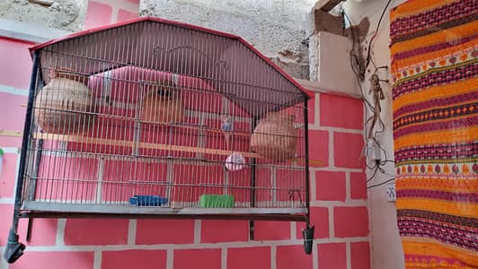 birds cage