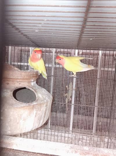 Lotino and Cage