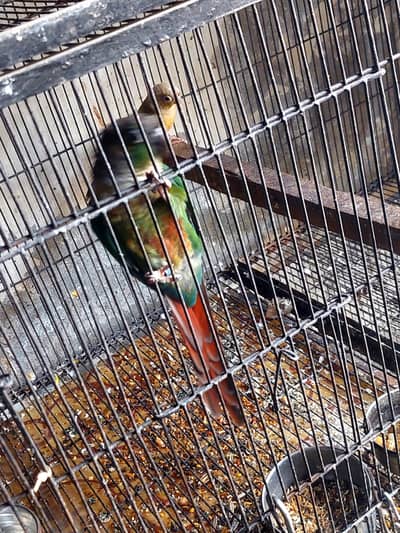 Pineapple greenchick Conure and Raw Parrot With Cages