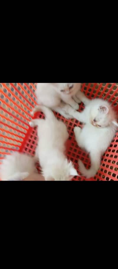 blue eyes for kitten for sale self food (( 30k price )) 4 kitten ky