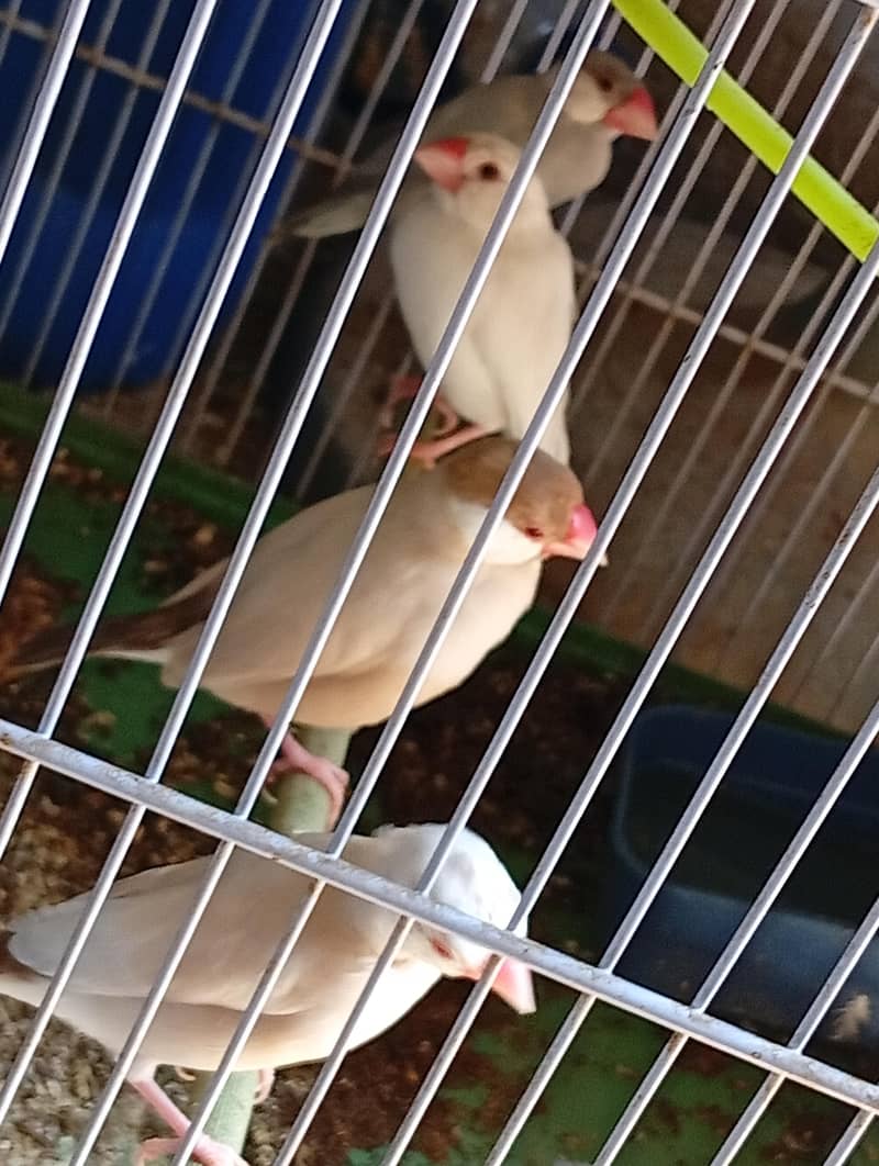 finches 1