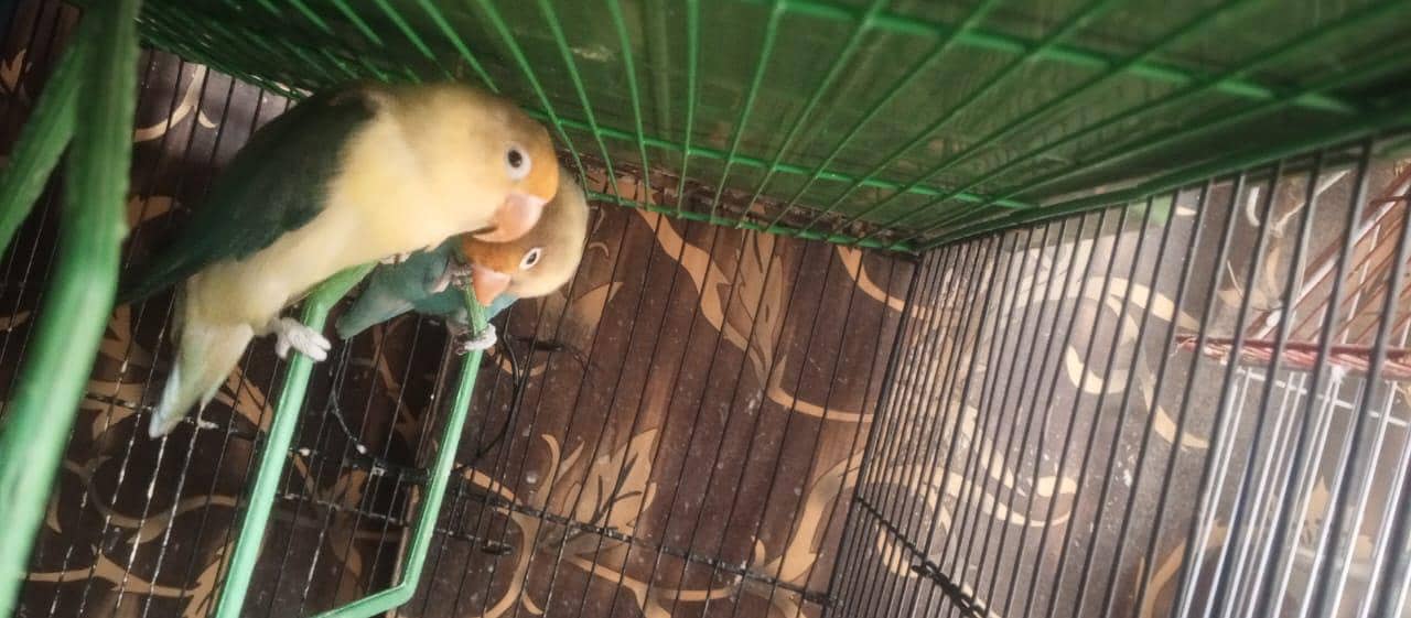 finches 2