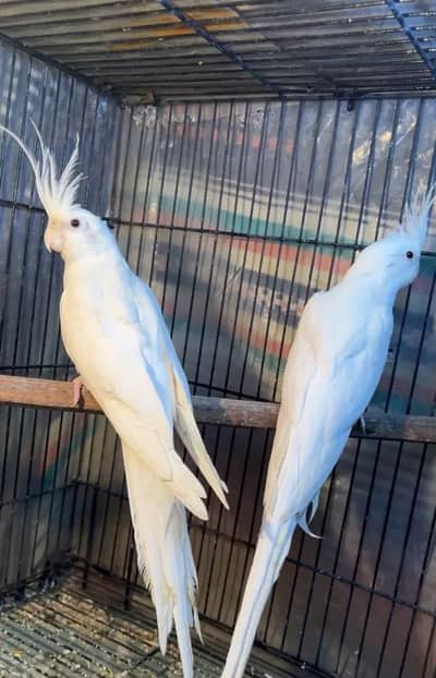 cocktail pairs and love birds