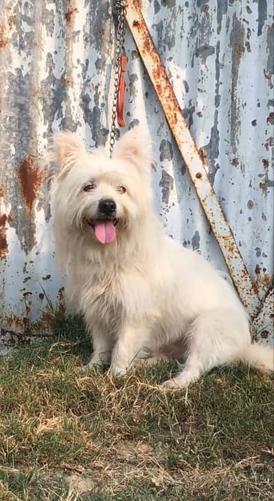 Rassian poodle dog | dog | Russian puppy |Russian poodle
