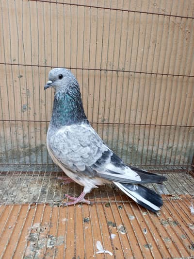 Silver Bajrai And Sadhna Imam Deen Male For Sale
