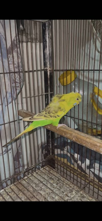 hogoromo female recessive peid