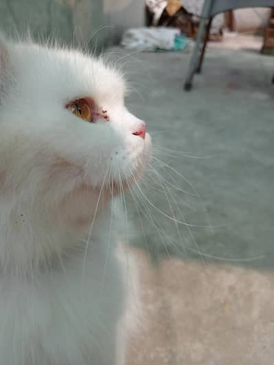 Persian cat triple cort