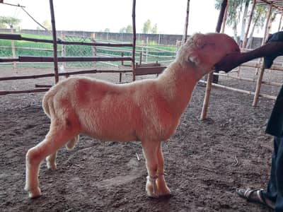 MUNDRA SHEEP OYSTER LIVE STOCK 0092 333 4605055