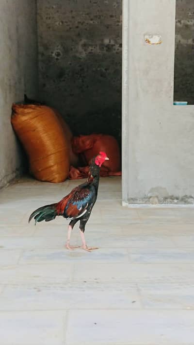 Aseel Murga