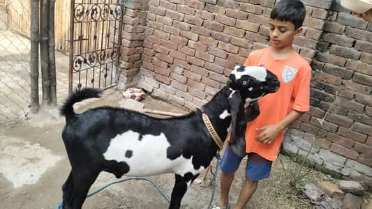 Desi nasal bakra /  Beetal Goat/ Gulabi Goat/Bakra For Sale