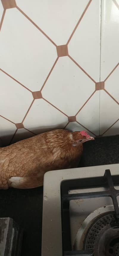2 murgha 3 murghi egg deti he